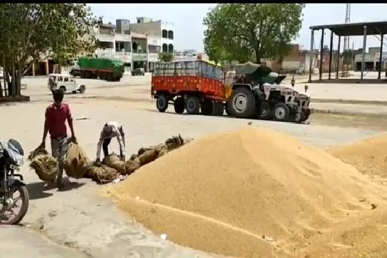 Wheat procurement completed in Rabi season 2020-21 in district Sonipat