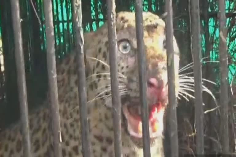 Leopard caged at Kasojan tea Estate of Titabor