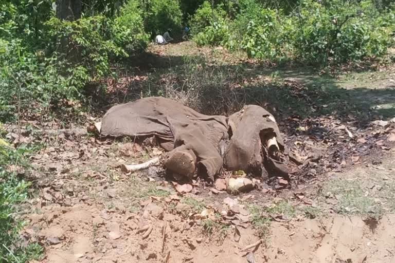 elephant  dead body found