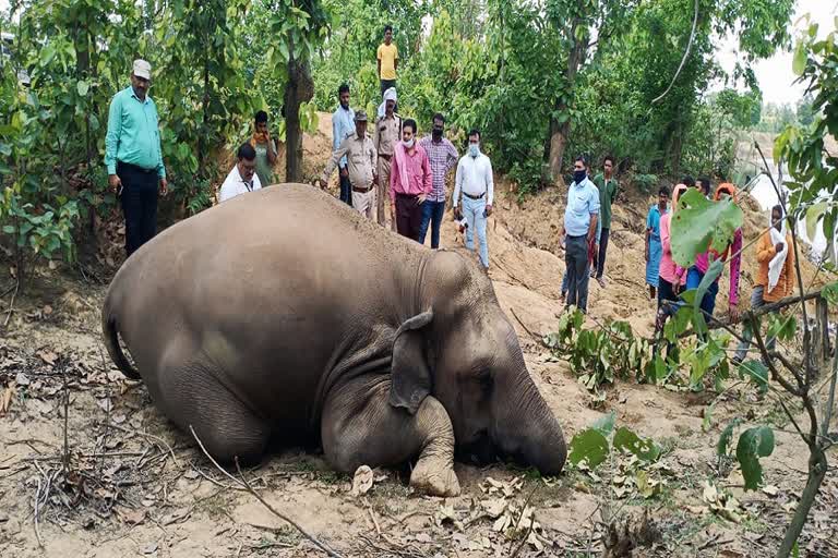 carcass of female elephant found in pratappur forest range of surajpur