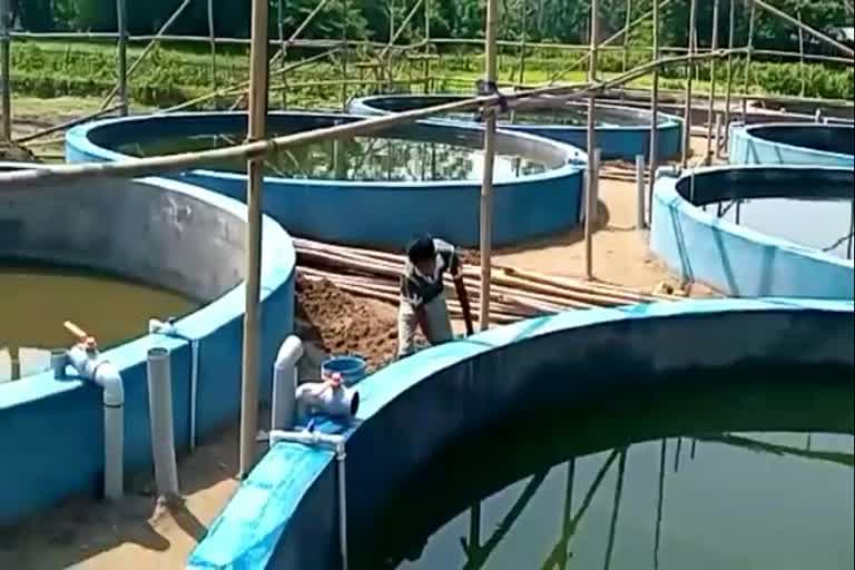 Fishery Through Recirculation Aquaculture Systems kaliabar nagaon assam etv bharat news