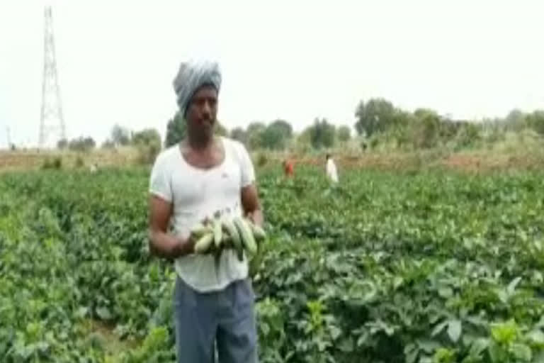 farmers-are-now-turning-to-alternative-crops-in-order-to-vegetable-crops