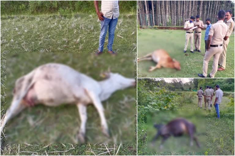 Three Cattles Died after eaten Poisonous Jackfruit in Chikkamagaluru