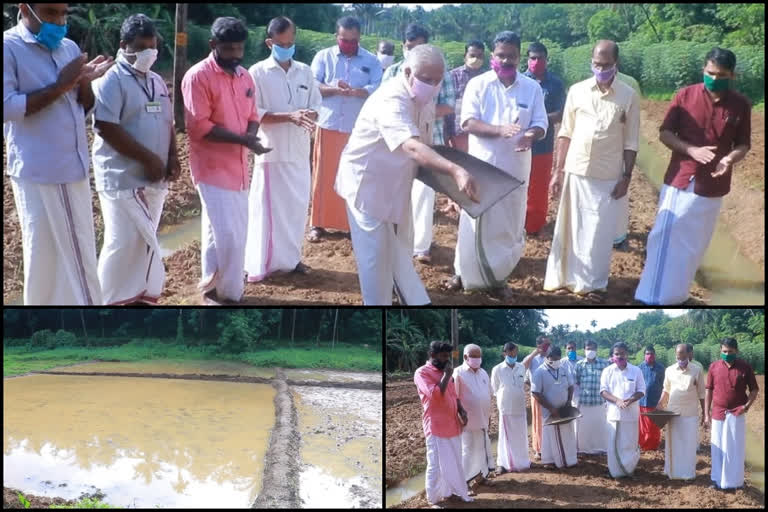 സുഭിക്ഷം പദ്ധതി; ഒന്നര ഏക്കർ തരിശ് ഭൂമി കൃഷിയോഗ്യമാക്കി ഡിവൈഎഫ്ഐ പ്രവർത്തകർ  latest kannur