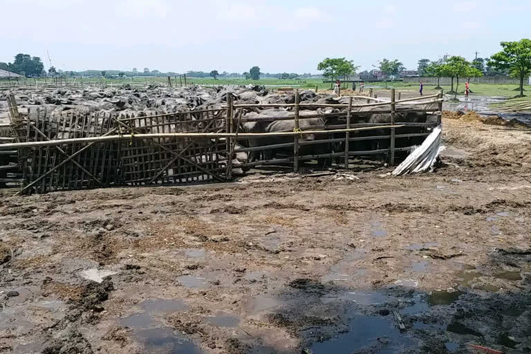 cattle death in kishanganj