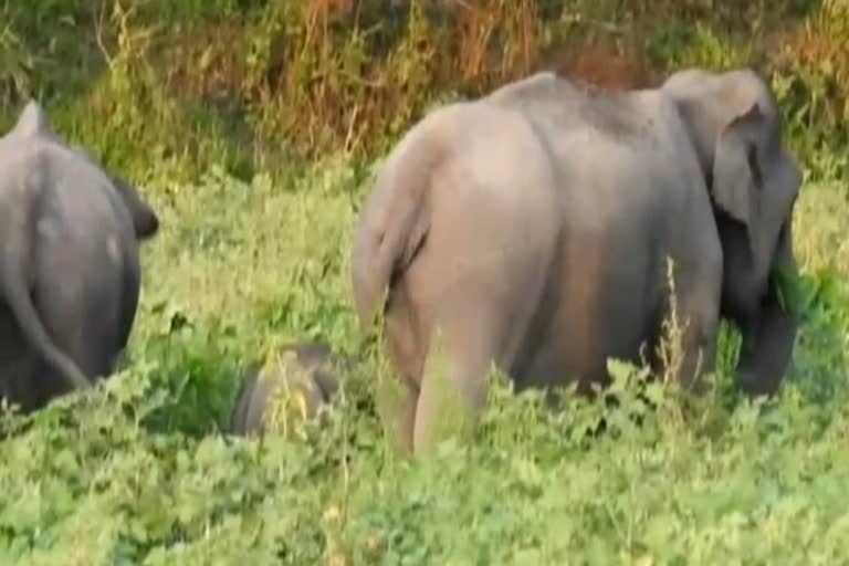 গোলাঘাটৰ লেটেকুজান ৰজাবাৰীত বন্যহস্তীৰ জাকৰ মুক্ত বিচৰণ