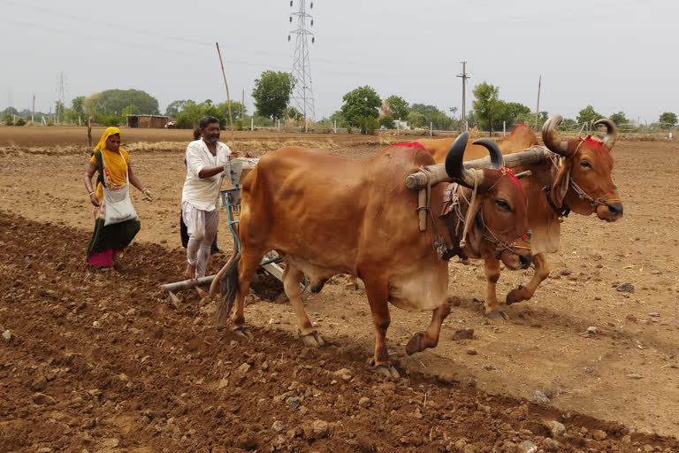 વાવણી લાયક વરસાદ વરસતા ખેડૂતો વાવણી કાર્યમાં જોતરાયા