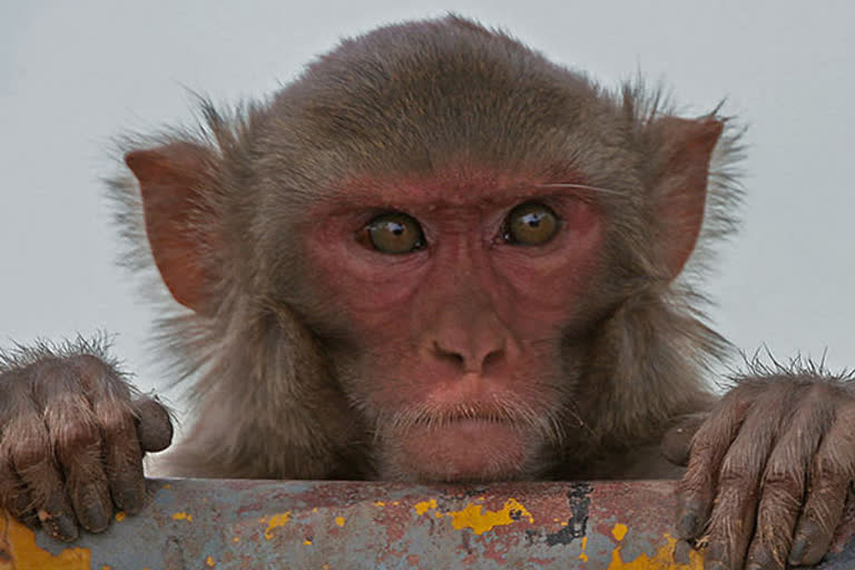 monkeys found dead  Assam  water reservoir  കുരങ്ങുകൾ ചത്തു  അസം  ജലസംഭരണി  കച്ചാർ ജില്ല  Cachar district