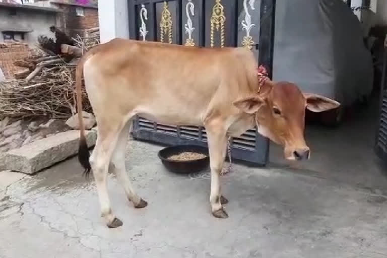 Cow