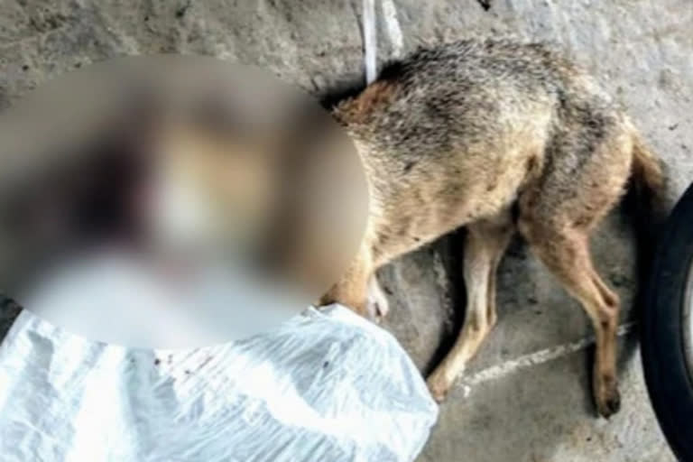 12 tribals arrested for feeding jackal explosive stuffed meat in Trichy