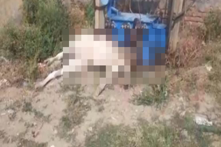 cow dies after being hit by a transformer on the ground in kharkhauda