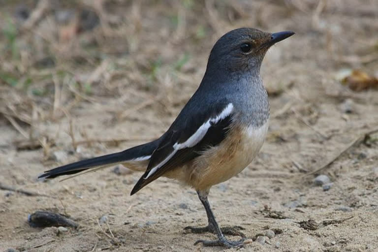 Bird-lovers cheer on Bangladesh's national bird