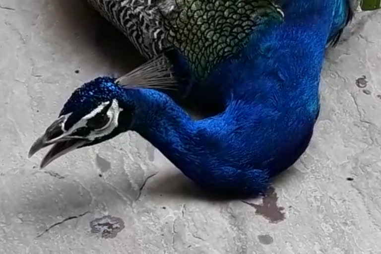 injured peacock