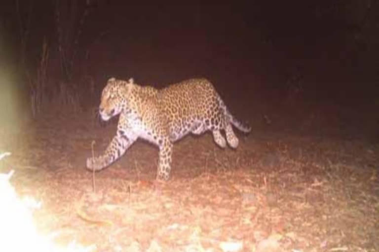 Leopard spotted near runway of Jalgaon Airport