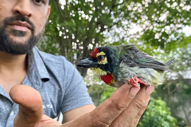 Bird's eye view, CSK posts pic of bird saved by Dhoni, ଚଢ଼େଇ ଜୀବନ ବଞ୍ଚାଇଲେ ମାହି, ଜିଭାଙ୍କ ଇନଷ୍ଟାରେ ପୋଷ୍ଟ ହେଲା ଫଟୋ, ଏମଏସ ଧୋନି