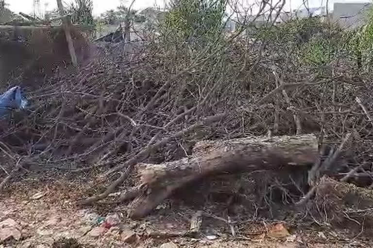 tree cutting in guwahati