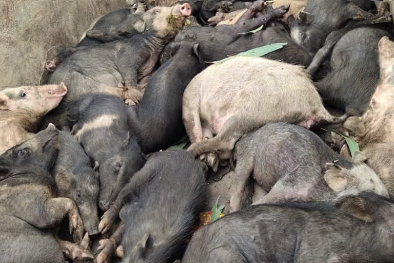 Two hundred pigs were Buried alive in the land