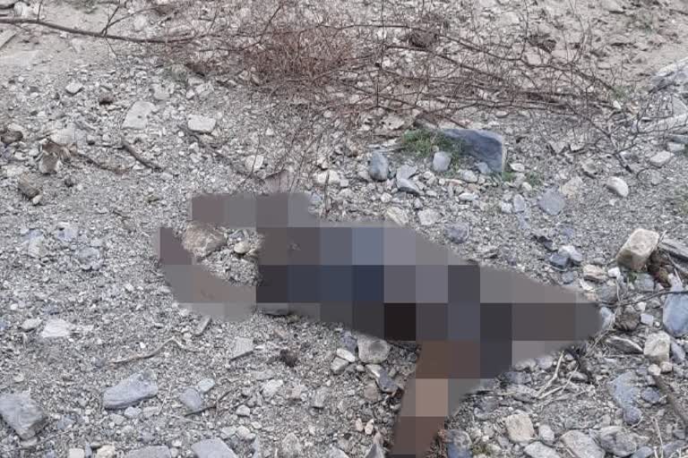 dead body in forest pali, जैतारण में मर्डर