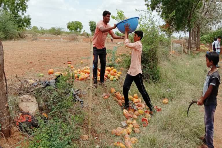 papaya crop loss