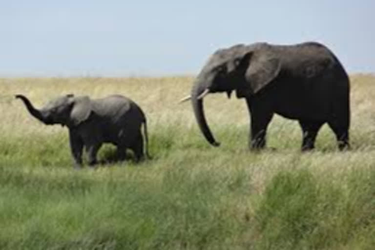 female elephant  Chhattisgarh  Kanak Nagar area  Pratappur forest range  Chhattisgarh forest range  Surajpur  female elephant dies in Chhattisgarh  ചത്തീസ്‌ഗഢില്‍ ഒരു പിടിയാനയെക്കൂടി ചരിഞ്ഞ നിലയില്‍ കണ്ടെത്തി  ചത്തീസ്‌ഗഢ്