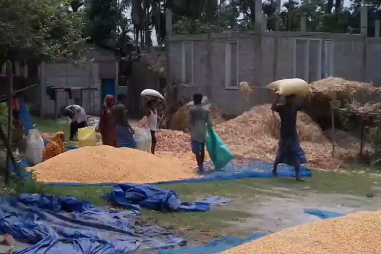 কৃষি নীতিৰ অভাৱত লোকচানৰ সন্মূখীন কৃষক