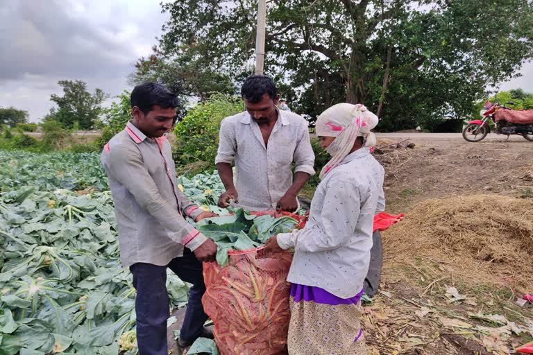 dindori-village-farmer-sell-cauliflower-in-gujarat