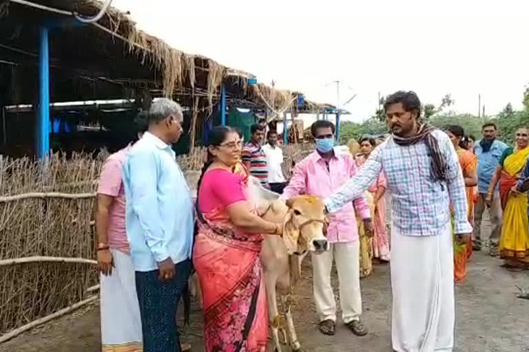 Donate cows for organic cultivation at mallavaram prakasham district