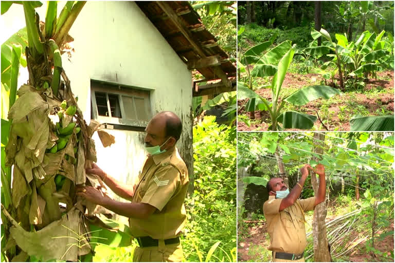 പൊലീസുകാരൻ കൃഷിയിറക്കി  നെയ്യാറ്റിൻകര പൊലീസ് സ്റ്റേഷൻ വാർത്ത  നെയ്യാറ്റിൻകര പൊലീസ് ഉദ്യോഗസ്ഥൻ  പൊലീസ് ക്വാർട്ടേഴ്സില്‍ കൃഷി  police officer farming  neyyatinkara police station news  farmer police officer news