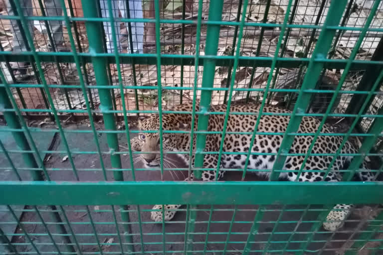 Ramanagara: A leopard caught in cage