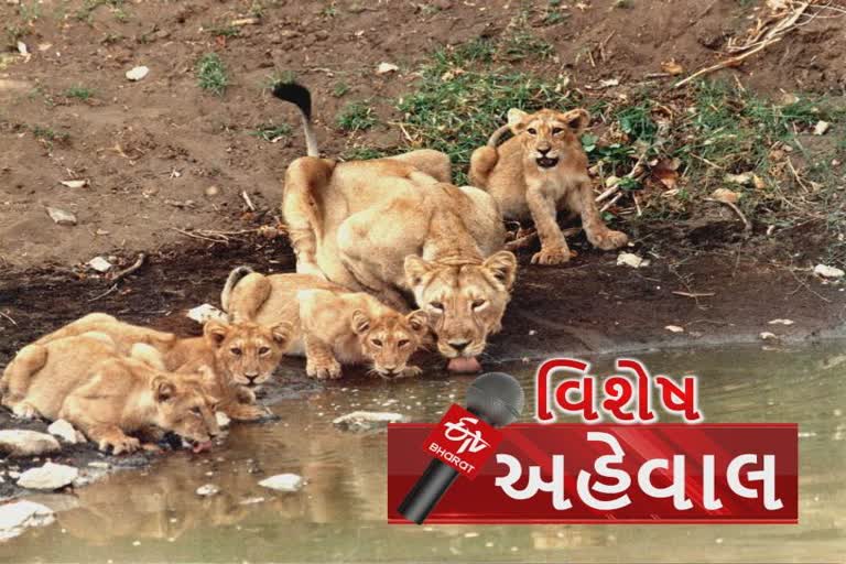 ગીરમાંથી મળી રહ્યાં છે સારા સમાચાર, પાછલાં 5 વર્ષમાં સિંહોની સંખ્યા 151ના વધારા સાથે 674 પર પહોંચી