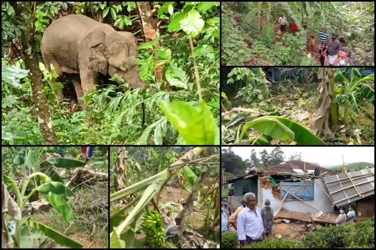 wild animals and farmers  wild animals issue  farmers problem  കാട്ടാന ആക്രമണം  ആന ചെരിഞ്ഞ സംഭവം