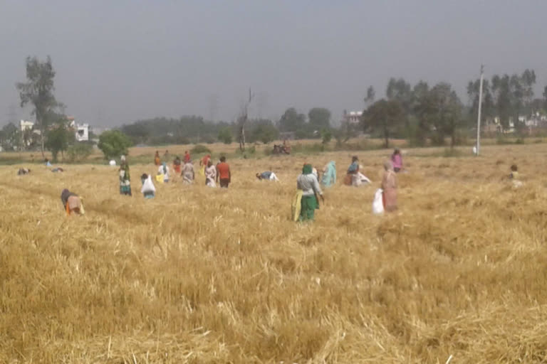 Farmers engaged in monsoon preparations, मानसून की तैयारियों में जुटे किसान