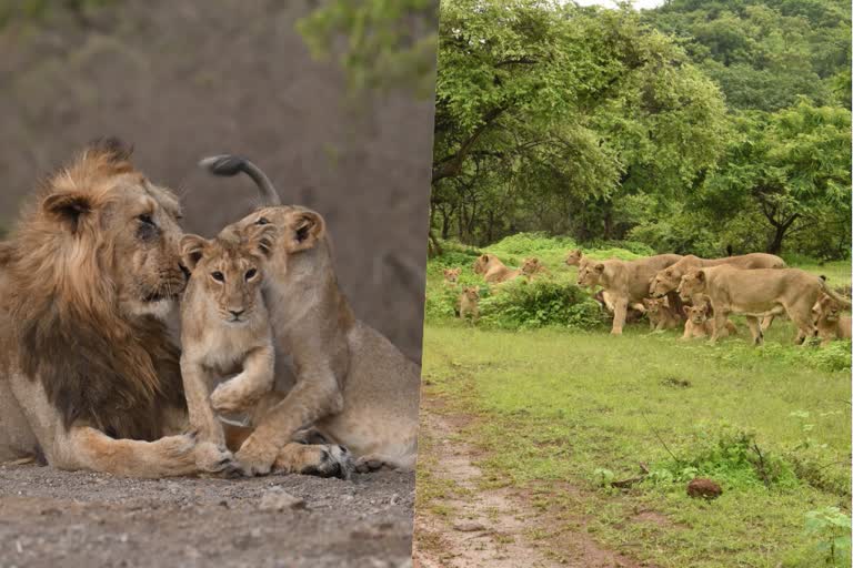 Lions population in the Gir sanctuary has increased