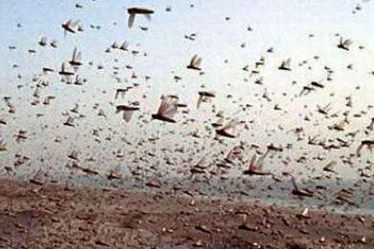 Barmer locusts attack news, locusts in Barmer