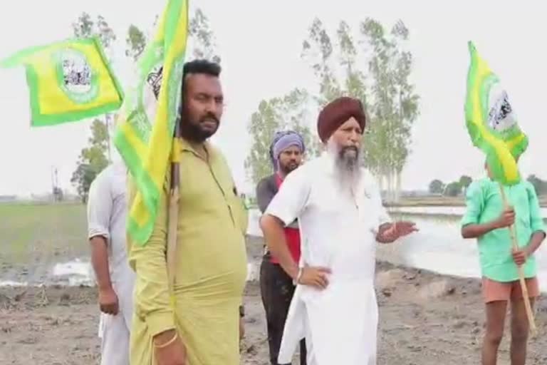 Farmers of sangrur distric facing problems during paddy sowing