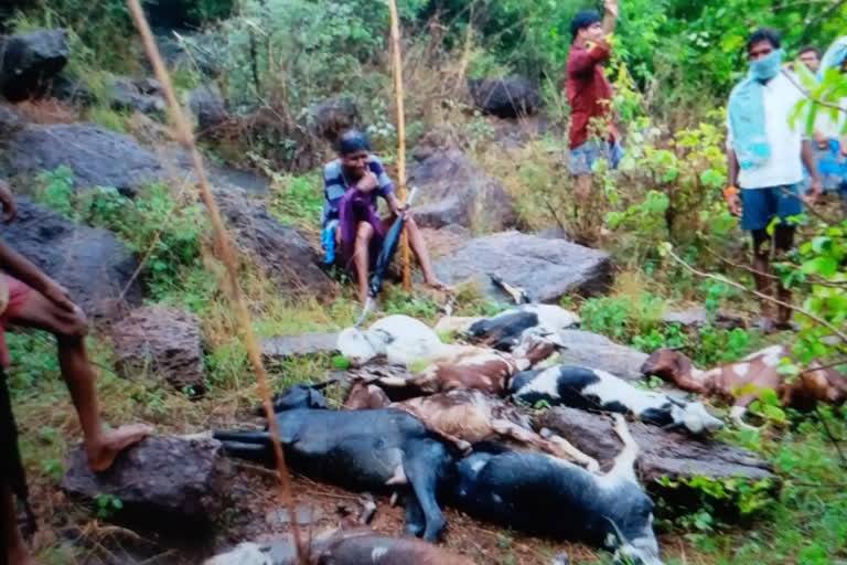 13 goats killed by Thunderbolt at jai naidupalem vishaka district