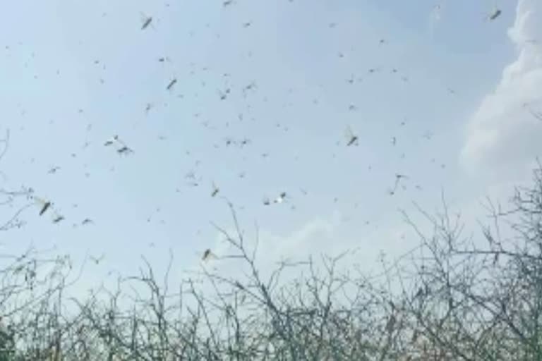 grasshopper entry in Kota, Kota grasshopper attack news