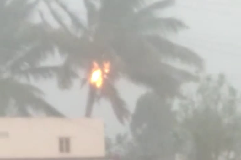 Coconut tree catches fire after lightning strikes