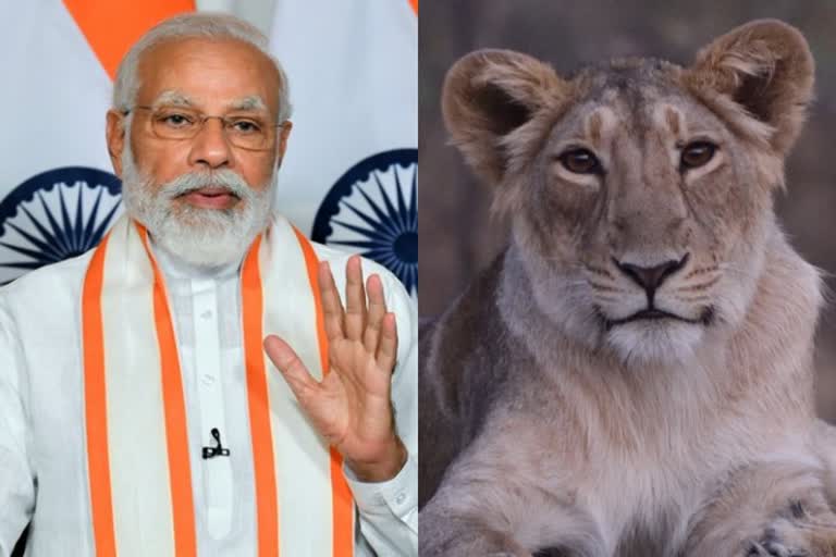 PM Modi on Asiatic lion