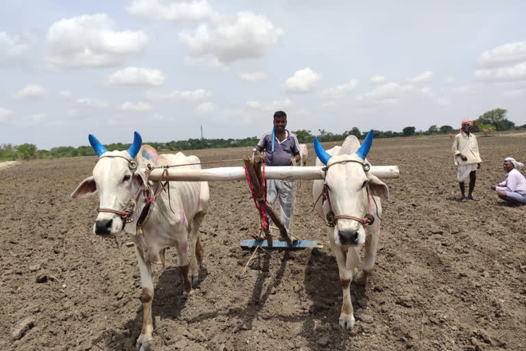 ಬಿತ್ತನೆಗೆ ಅನ್ನದಾತನ ಭರದ ಸಿದ್ಧತೆ