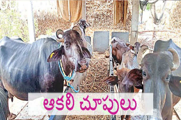 కరోనా కష్టాలు: రైతుల వేదన.. మూగజీవుల రోదన !