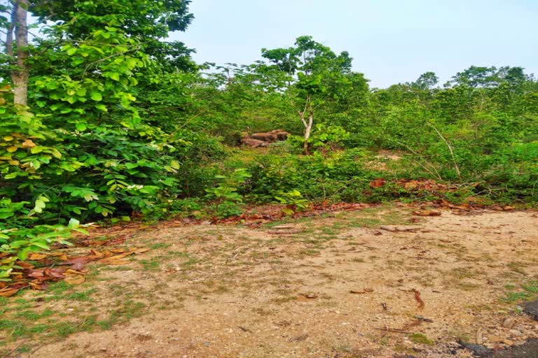 elephants of the party gathered near the dead elephant