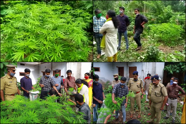 planting cannabis plants  native of Assam arrested  അസം സ്വദേശി പിടിയിൽ  കൂത്ത്പറമ്പ് എക്സൈസ് റെയ്ഞ്ച് സംഘം  കണ്ണൂർ  അസം ബംഗായി സ്വദേശി