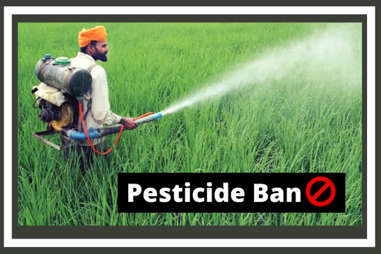 Haryana and Punjab farmers express mixed opinions on pesticide ban