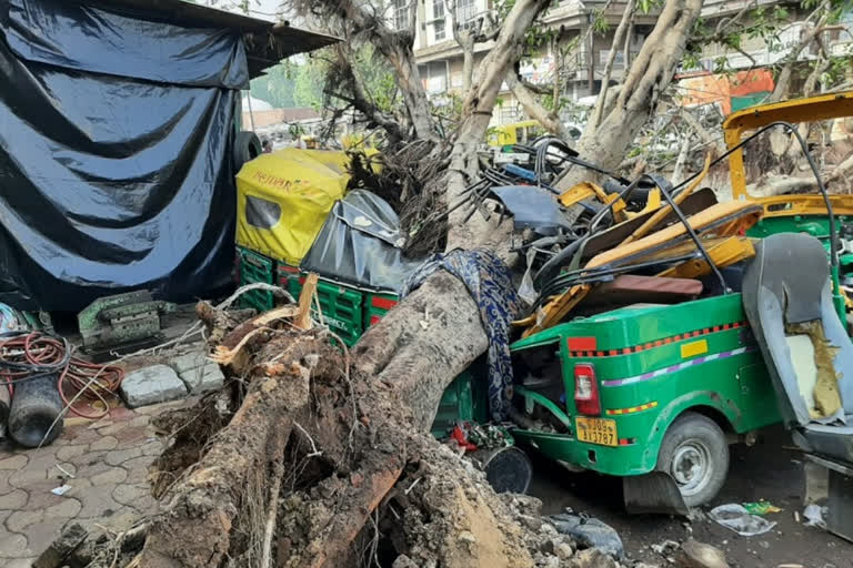 : Three rickshaws were crushed under a tree