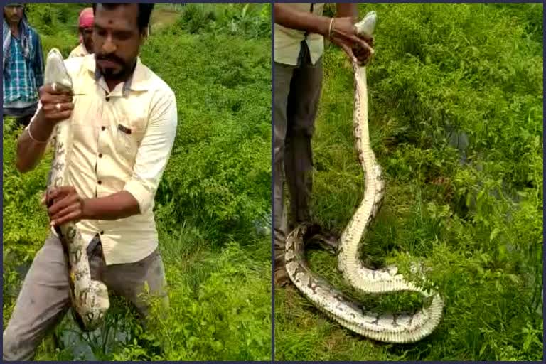 python appearing in land at chamarajanagar