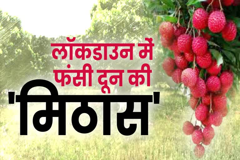 lytchee-ready-but-getting-waste-in-orchard-due-to-paucity-of-skilled-manpower-in-dehradun