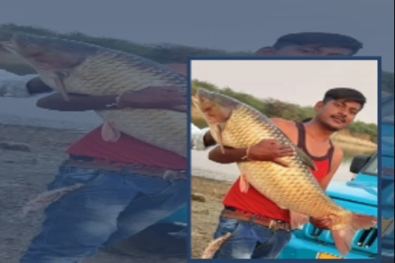 fish grew larger in devadula reservoir at janagaon district