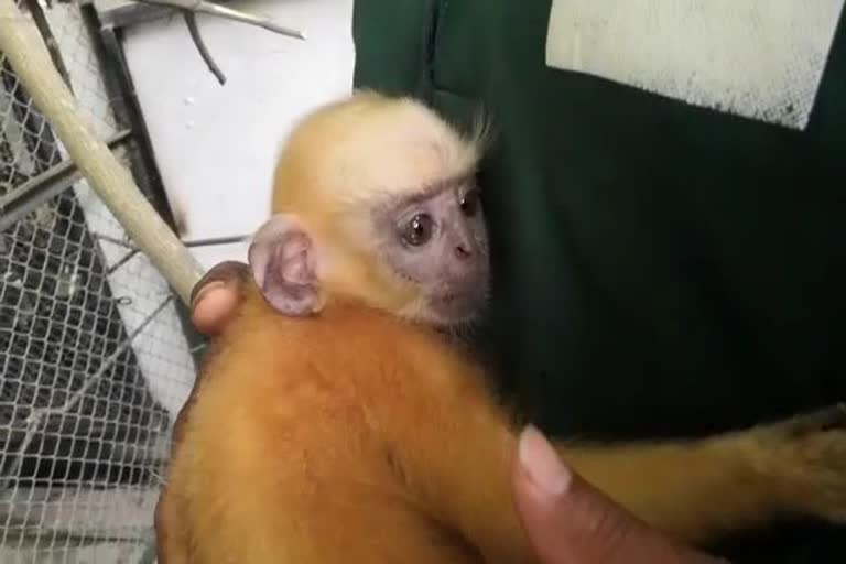 two-month-golden-langur-at-zoo