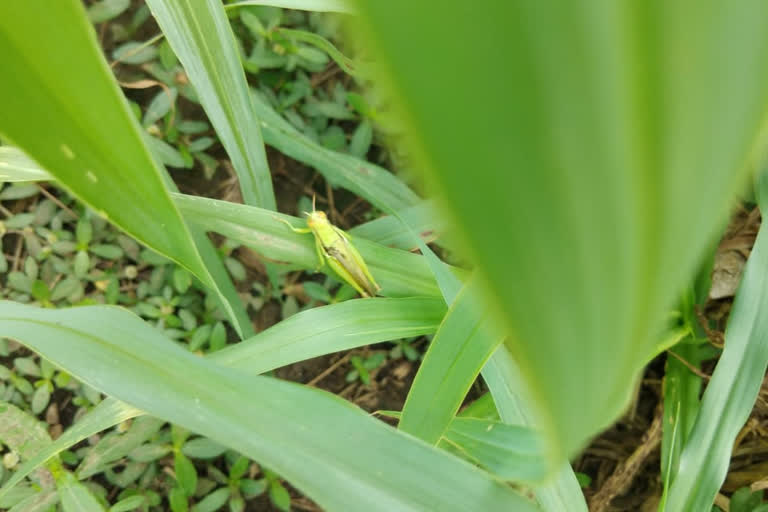 locusts to attack bhupalpally if enetered to telangana